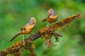 Spectacled Barwing bird Royalty Free Stock Photo