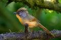 Spectacled Barwing bird is on a tree in the forest. Royalty Free Stock Photo