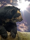 Spectacled bear