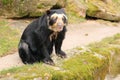 Spectacled bear