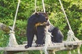 Spectacled bear