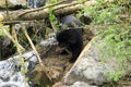 Spectacled bear