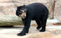 Spectacled bear or Andean bear is endemic bear to South America