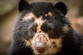 Spectacled Bear