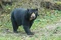 Spectacled bear