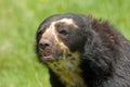 Spectacled Bear portrait