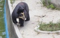 Spectacled bear.