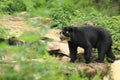 Spectacled bear