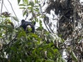 Spectacled bear, Tremarctos ornatus, is fed on a tree in the mountain foggy forest of Maquipucuna, Ecuador