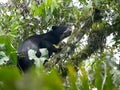 Spectacled bear, Tremarctos ornatus, is fed on a tree in the mountain foggy forest of Maquipucuna, Ecuador