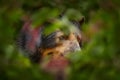 Spectacled bear, Tremarctos ornatus, rare mountain animal hiden in the flower tree vegetation. Portrait of spectacled bear in the