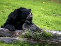 One Spectacled bear, Tremarctos ornatus, resting on a tree trunk, Wakata Biopark, Colombia