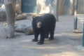 Spectacled bear in the zoo Royalty Free Stock Photo