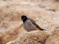 Spectacled bulbul in the Negev desert Royalty Free Stock Photo