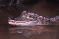 Spectacled caiman Royalty Free Stock Photo