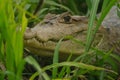 Spectacled caiman Royalty Free Stock Photo