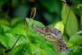 Spectacled caiman baby, water Royalty Free Stock Photo