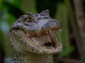 Spectacled Caiman - Caiman Crocodilia