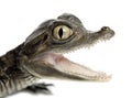 Spectacled Caiman, Caiman crocodilus Royalty Free Stock Photo