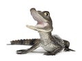 Spectacled Caiman, Caiman crocodilus Royalty Free Stock Photo