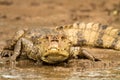 Spectacled Caiman - Caiman crocodilus lying on river bank in Cano Negro, Costa Rica, big reptile in awamp, close-up crocodille Royalty Free Stock Photo