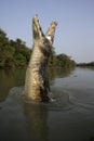 Spectacled caiman, Caiman crocodilus Royalty Free Stock Photo