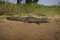 Spectacled caiman, Caiman crocodilus Royalty Free Stock Photo