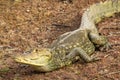 Spectacled caiman - Caiman crocodilus Royalty Free Stock Photo