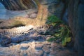 The head of a crocodile with large sharp teeth and open eyes lying in a terrarium Royalty Free Stock Photo