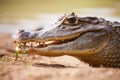 A Spectacled Caiman Crocodile rests on the bank of a lagoon on the Colombian Island of San Andres Royalty Free Stock Photo