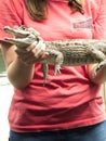 Reptile show displaying Spectacled caiman Caiman crocodilus a crocodilian in the family Alligatoridae,