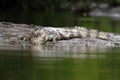 Spectacled Caiman - Caiman crocodilus lying on river bank in Cano Negro, Costa Rica, big reptile in awamp, close-up crocodille