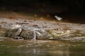 Spectacled Caiman - Caiman crocodilus lying on river bank in Cano Negro, Costa Rica, big reptile in awamp, close-up crocodille