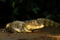 Spectacled Caiman - Caiman crocodilus lying on river bank in Cano Negro, Costa Rica, big reptile in awamp, close-up crocodille