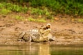 Spectacled Caiman - Caiman crocodilus lying on river bank in Cano Negro, Costa Rica, big reptile in awamp, close-up crocodille