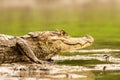 Spectacled Caiman - Caiman crocodilus lying on river bank in Cano Negro, Costa Rica, big reptile in awamp, close-up crocodille