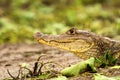 Spectacled Caiman - Caiman crocodilus lying on river bank in Cano Negro, Costa Rica, big reptile in awamp, close-up crocodille Royalty Free Stock Photo