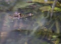 Spectacled Caiman Caiman crocodilus Royalty Free Stock Photo