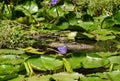 Spectacled Caiman and young Royalty Free Stock Photo
