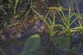 Spectacled Caiman Hiding in a Wetland Royalty Free Stock Photo