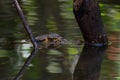 Spectacled caiman in Lake Sandoval, Peru