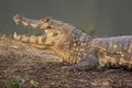 Spectacled caiman, Pantanal Royalty Free Stock Photo