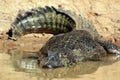 Spectacled Caiman in Water Royalty Free Stock Photo