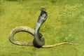 Spectacled cobra Royalty Free Stock Photo