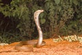 Spectacled cobra, Naja naja, Bangalore, Karnataka Royalty Free Stock Photo