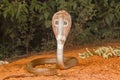 Spectacled cobra, Naja naja, Bangalore, Karnataka Royalty Free Stock Photo