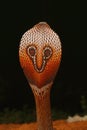 Spectacled cobra, Naja naja, Bangalore, Karnataka Royalty Free Stock Photo