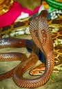 Spectacled cobra, Pashupatinath, Nepal Royalty Free Stock Photo