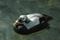 Spectacled Eider Royalty Free Stock Photo