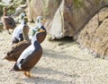 Spectacled Eider Royalty Free Stock Photo